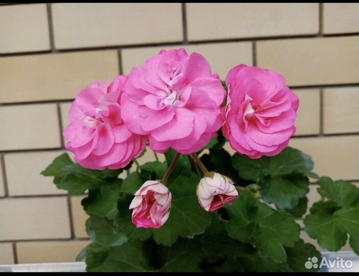 Пеларгония юв майская роза