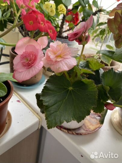 Бегония элатиор