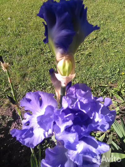 Ирисы