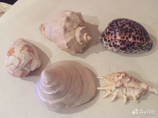 Морские ракушки