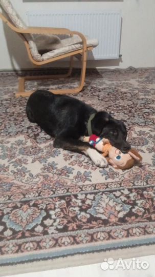 Собака в добрые руки