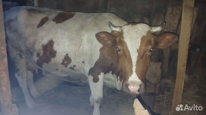 Корова дойная порода Сементал