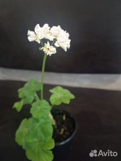 Пеларгония