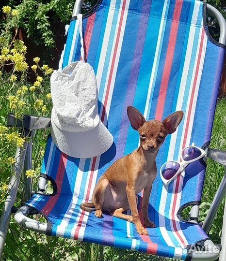 Той-терьер щенки девочка ищет дом