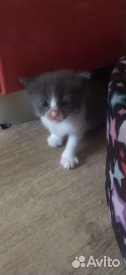 Котики бесплатно в добрые руки