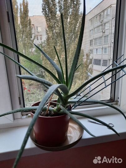 Алое вера лечебный