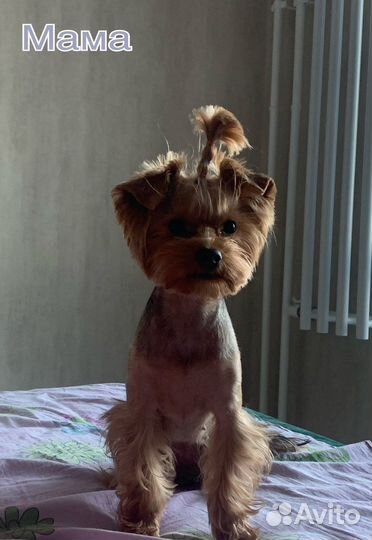 Йоркширский терьер