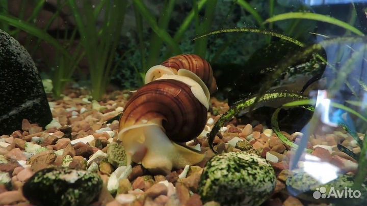 Улитки ампулярии