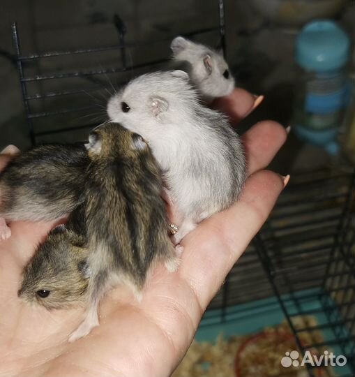 Джунгарский хомяк