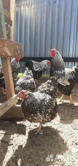 Цыплята Виандот серебро