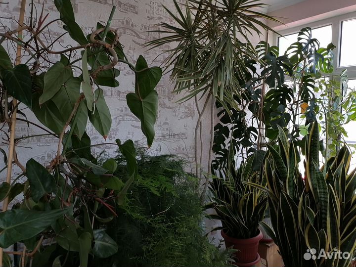 Крупногабаритные комнатные растения