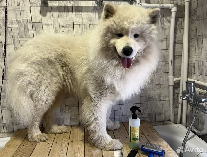 Стрижка собак и кошек