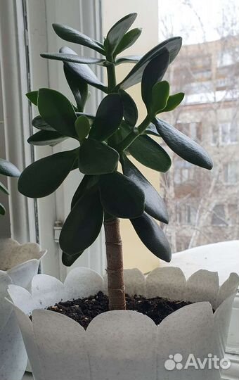 Толстянка - денежное дерево