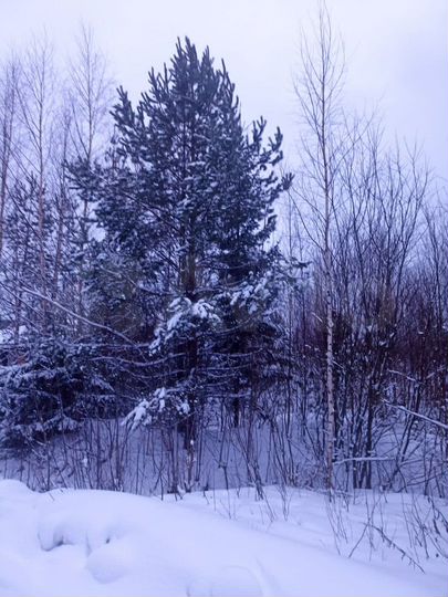 Участок 10 сот. (СНТ, ДНП)