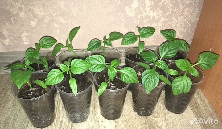 Рассада сладкого перца