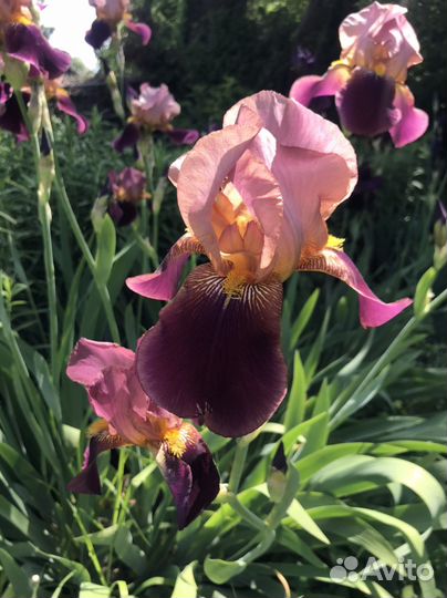 Ирисы сортовые