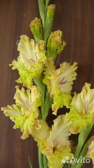 Гладиолусы луковицы сортовые флоксы тюльпаны