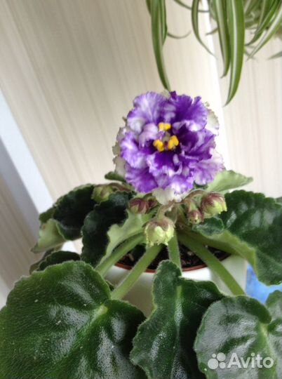 Фиалки(цветущие)