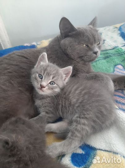 Котята отдаю