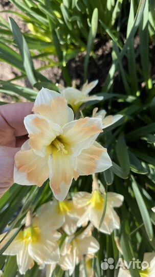 Луковицы нарциссов