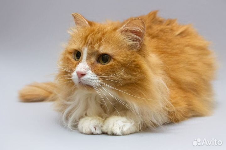 Немолодой котик Варфоломей