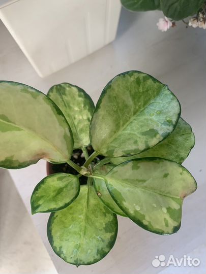 Хойя аустралис Лиза