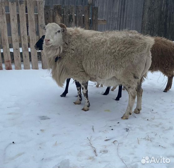 Баран катумский