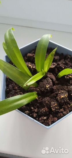 Хлорофитум