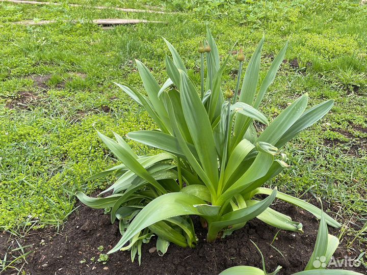 Многолетние луки