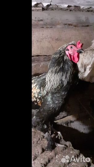 Молодой петух