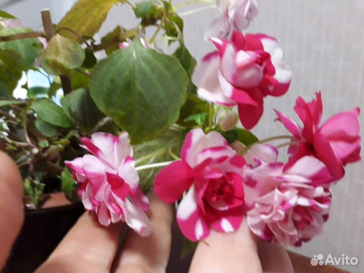 Бальзамин махровый