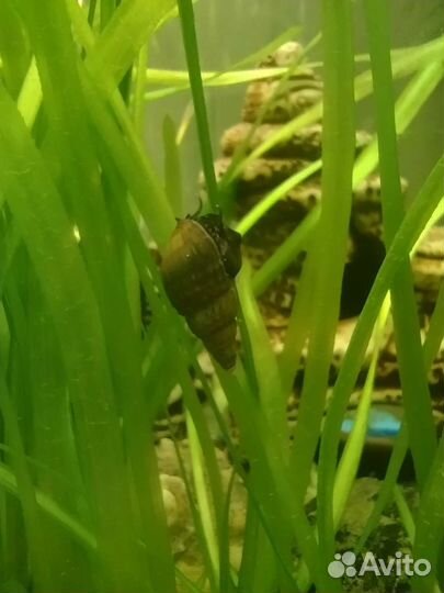 Улитки Мелании