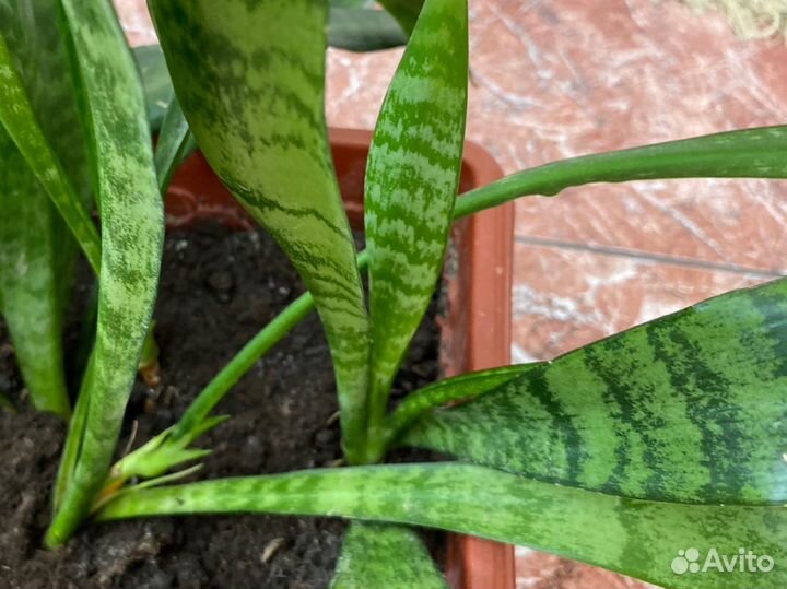 Сансевиерия или Тёщин язык