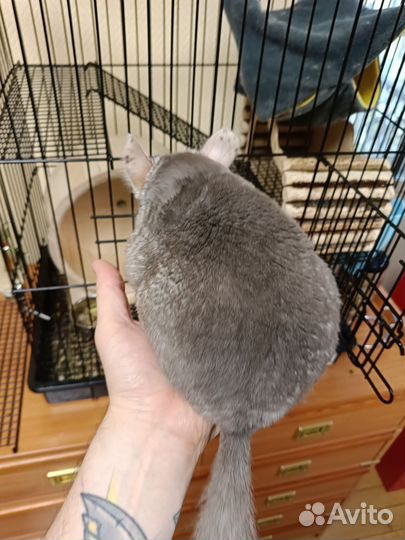 Шиншилла с клеткой