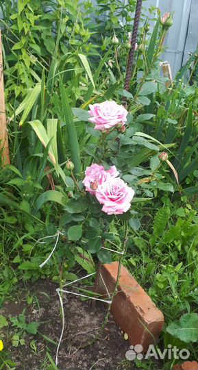 Розы розовая1,2,Красная плетистая,белая шиповник