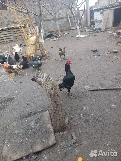 Куры разных пород и петухи