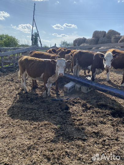 Телки продаю