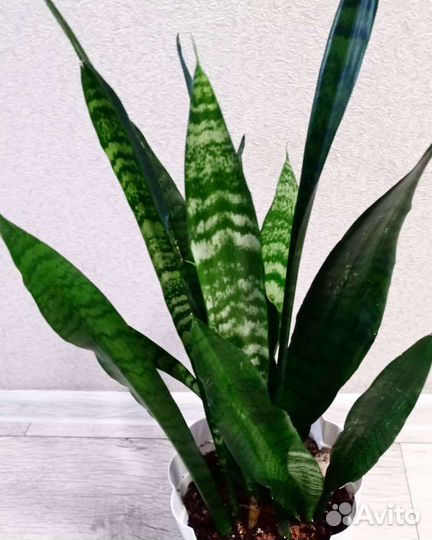 Сансевиерия лауренти