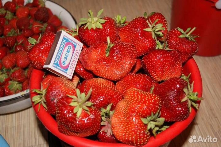 Чамора Таруси (саженцы)