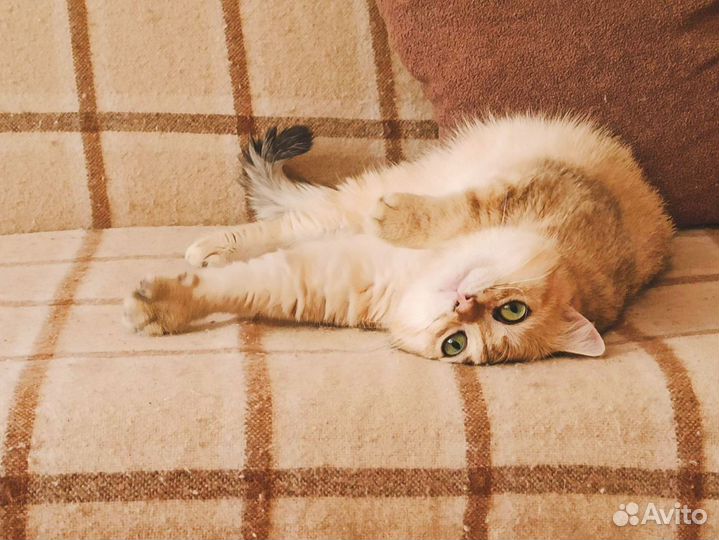 Британский кот