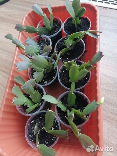 Шлюмбергера