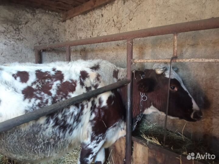 Продам корову 7месяцев стельности