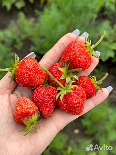 Рассада ароматной клубники