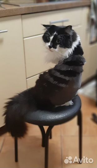 Грумминг на Тимирязевской