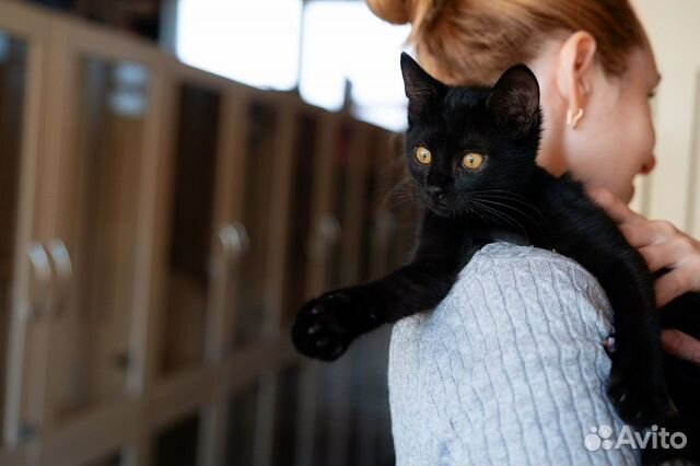 Плюшевые пушистые черные кошки коты в добрые руки объявление продам