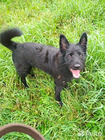 Собака Малыш