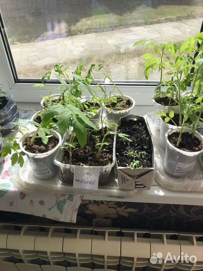 Рассада помидор перца баклажан