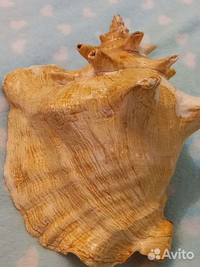 Большая ракушка для интерьера и поменьше