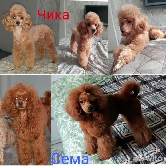 Щенки той пуделя