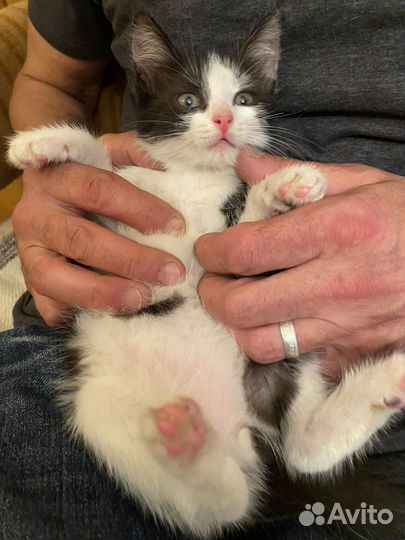 Найденыш Лизонька в поисках дома